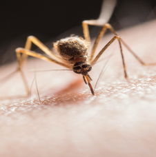 Malaria and the International Traveler