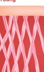 Skin collagen fibers