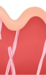 Skin collagen fibers