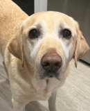 Group of four happy dogs on stone steps wearing green collars with activity trackers: curly brown-gold Labradoodle lying down, fluffy white Bichon Frise smiling, cream Goldendoodle standing, and large Bernedoodle grinning.