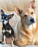 Group of four happy dogs on stone steps wearing green collars with activity trackers: curly brown-gold Labradoodle lying down, fluffy white Bichon Frise smiling, cream Goldendoodle standing, and large Bernedoodle grinning.