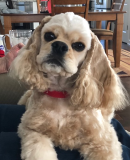 Group of four happy dogs on stone steps wearing green collars with activity trackers: curly brown-gold Labradoodle lying down, fluffy white Bichon Frise smiling, cream Goldendoodle standing, and large Bernedoodle grinning.