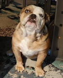 Group of four happy dogs on stone steps wearing green collars with activity trackers: curly brown-gold Labradoodle lying down, fluffy white Bichon Frise smiling, cream Goldendoodle standing, and large Bernedoodle grinning.