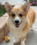 Group of four happy dogs on stone steps wearing green collars with activity trackers: curly brown-gold Labradoodle lying down, fluffy white Bichon Frise smiling, cream Goldendoodle standing, and large Bernedoodle grinning.