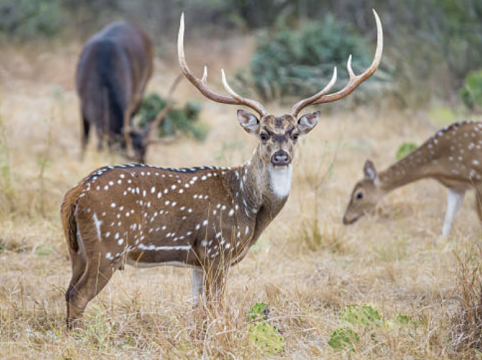 South Llano River State Park