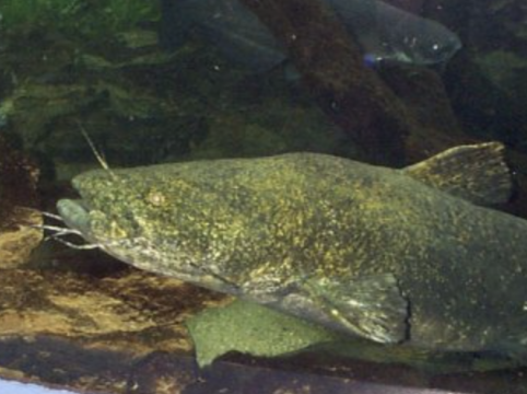 South Llano River State Park