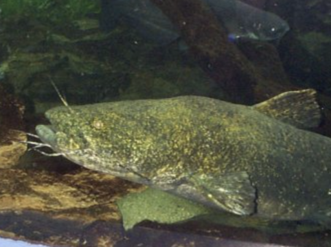 South Llano River State Park