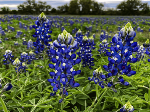 South Llano River State Park