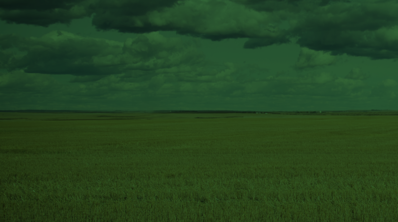 Wheat field under a blue sky
