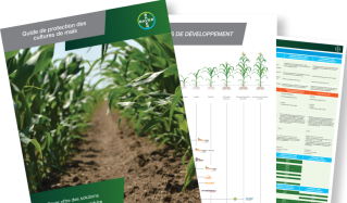 Trois documents empilés les uns sur les autres, comportant des images de cultures de maïs et d&amp;#39;ensembles de données. 