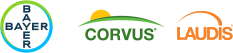 Les trois logos de Bayer, Corvus et Laudis en caractères gras et colorés, placés sur une même rangée. 