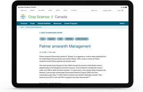 A tablet sitting horizontally showing an article on the Bayer website called ‘Palmer Amaranth Management’.
