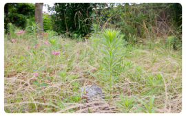 Overgrown/Undeveloped Land