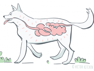 digestion chien