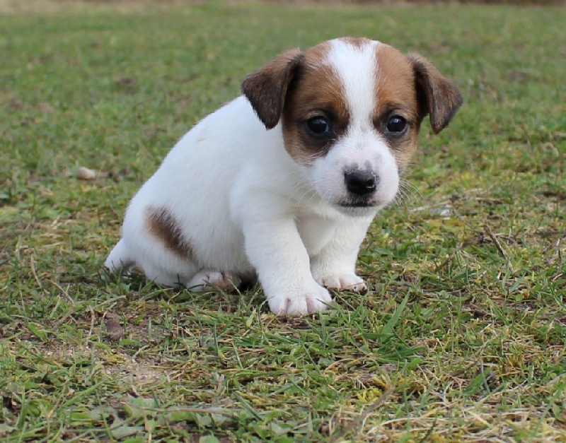 Jack Russel Guide Complet Hector Kitchen