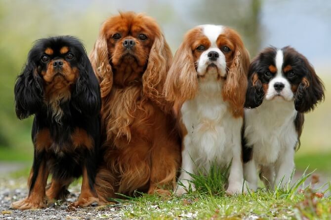 Cavalier King Charles Guide Complet Et Conseils