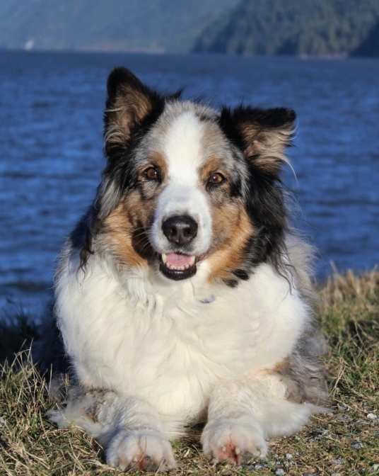 Quelles Croquettes Pour Un Chien Sénior Bien Choisir Son