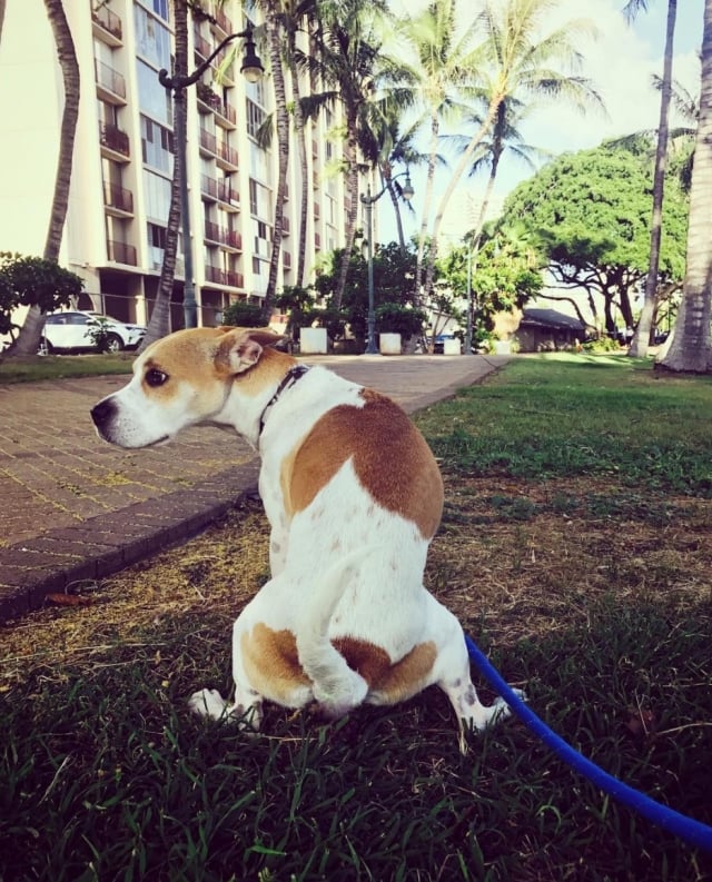 Mon Chien Est Il Bien Nourri Les Signes Qui Ne Trompent