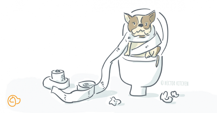 Mon Chien A La Diarrhée Que Faire Guide Complet