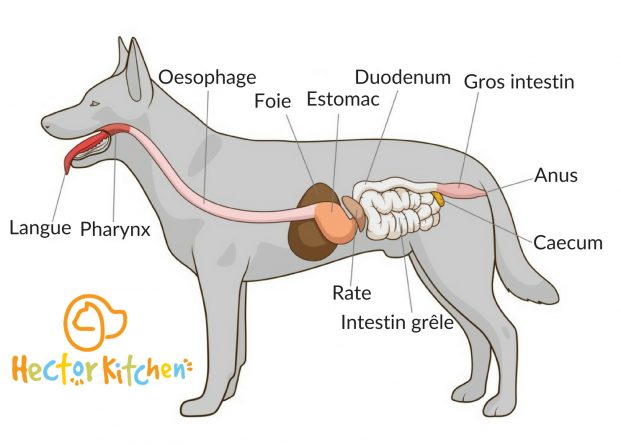 Digestion Du Chien Transit Et Système Digestif Du Chien - 