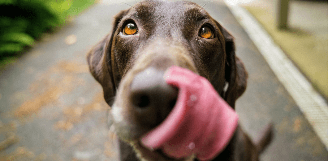 Puis-je donner du yaourt à mon chat ?