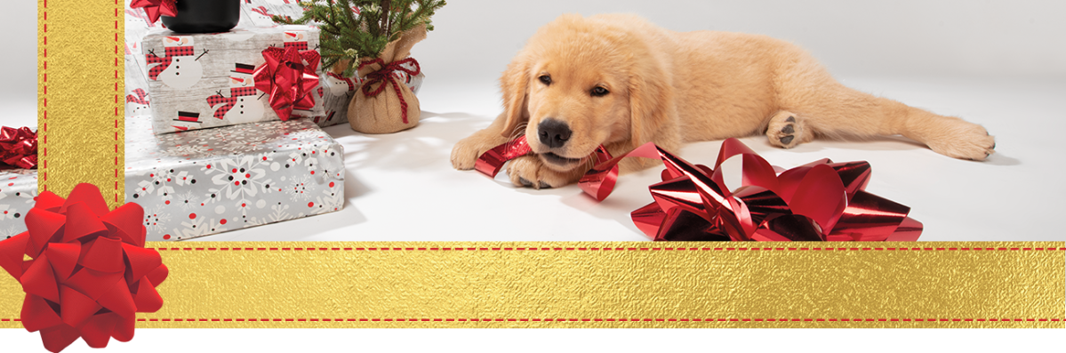Golden Retriever Puppy chewing on a red bow laying next to wrapped presents.