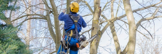 worker climbing up the tree.