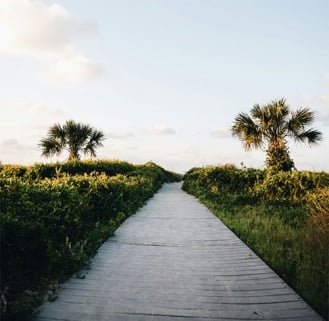 Path with plants and grass on both sides