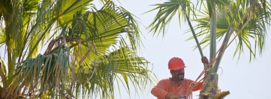 palm tree trimming image