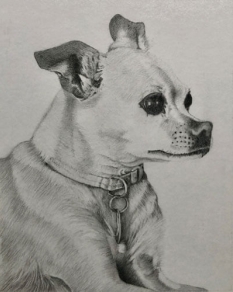 Portrait of a dog