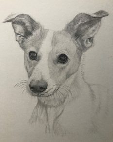 Portrait of a dog