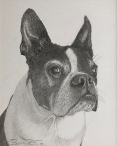 Portrait of a dog