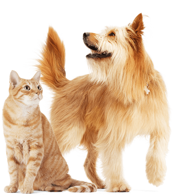 Image of a cat and a dog