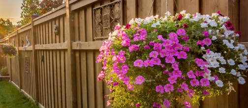 Beautiful new wooden privacy fence with flowers hung on it