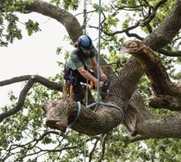 tree trimming image