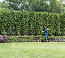 tree trimming worker image