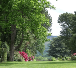 beautiful trees image