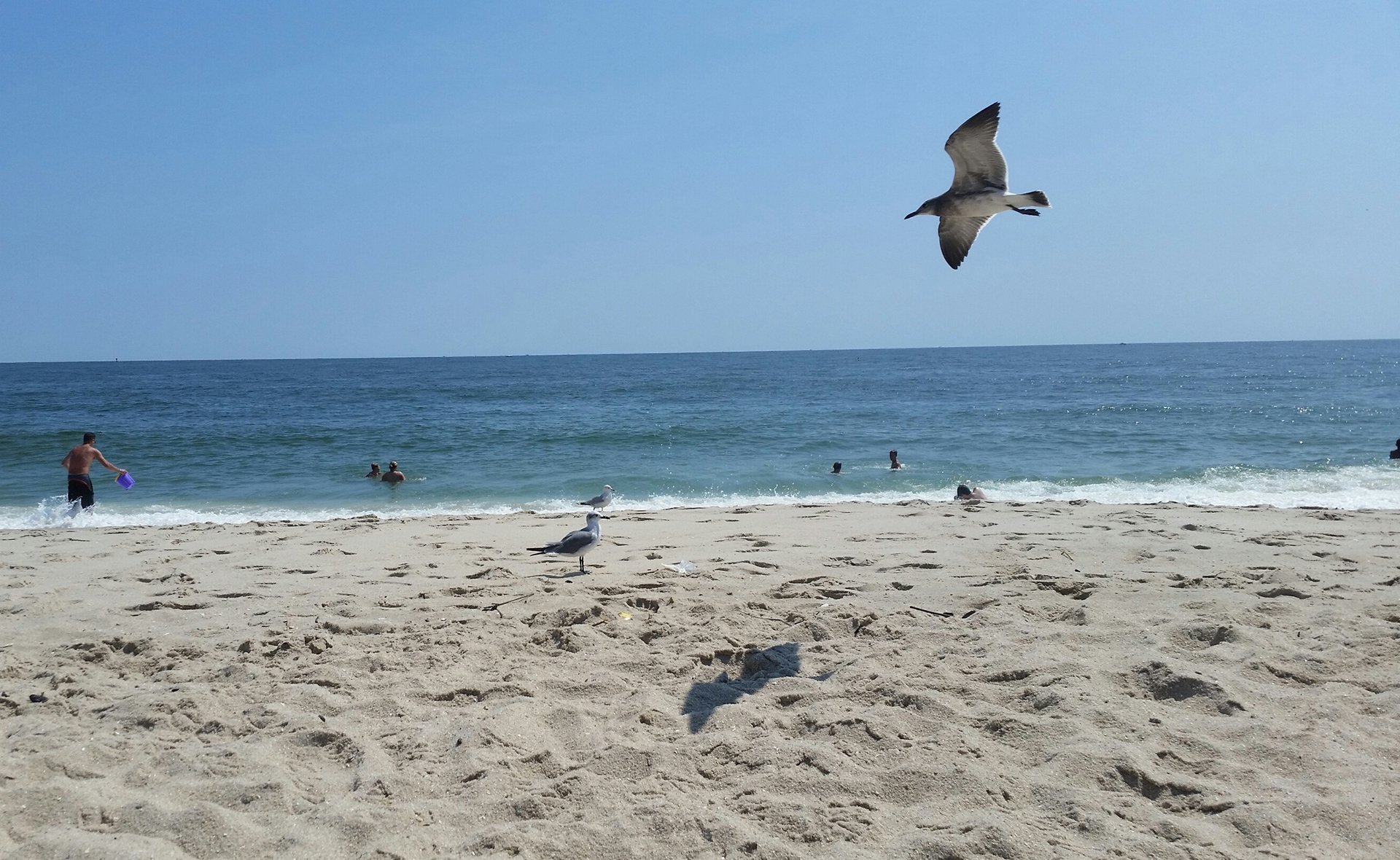 beach with sea birds flying