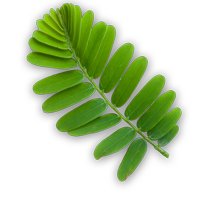 amla leaf