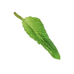 mint leaves