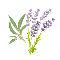 tea tree and lavender