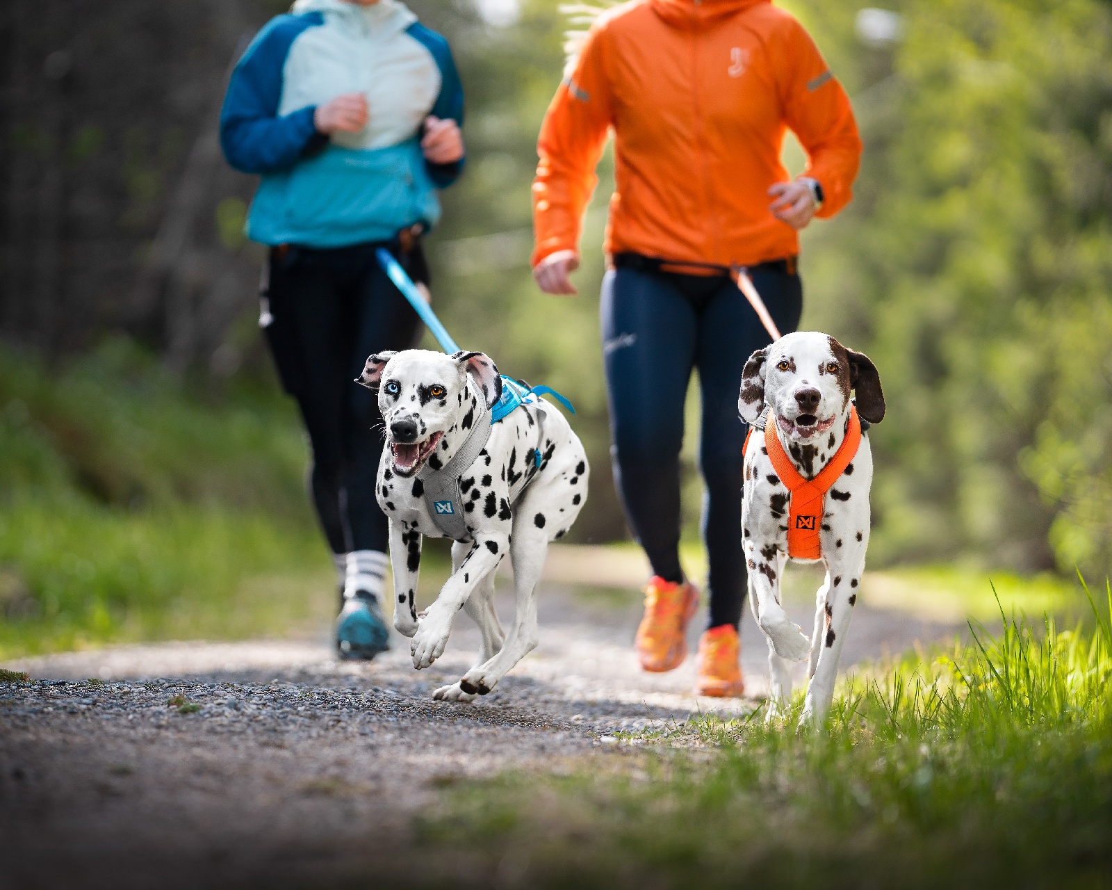 Free courses for active dogs | Unleash your potential
