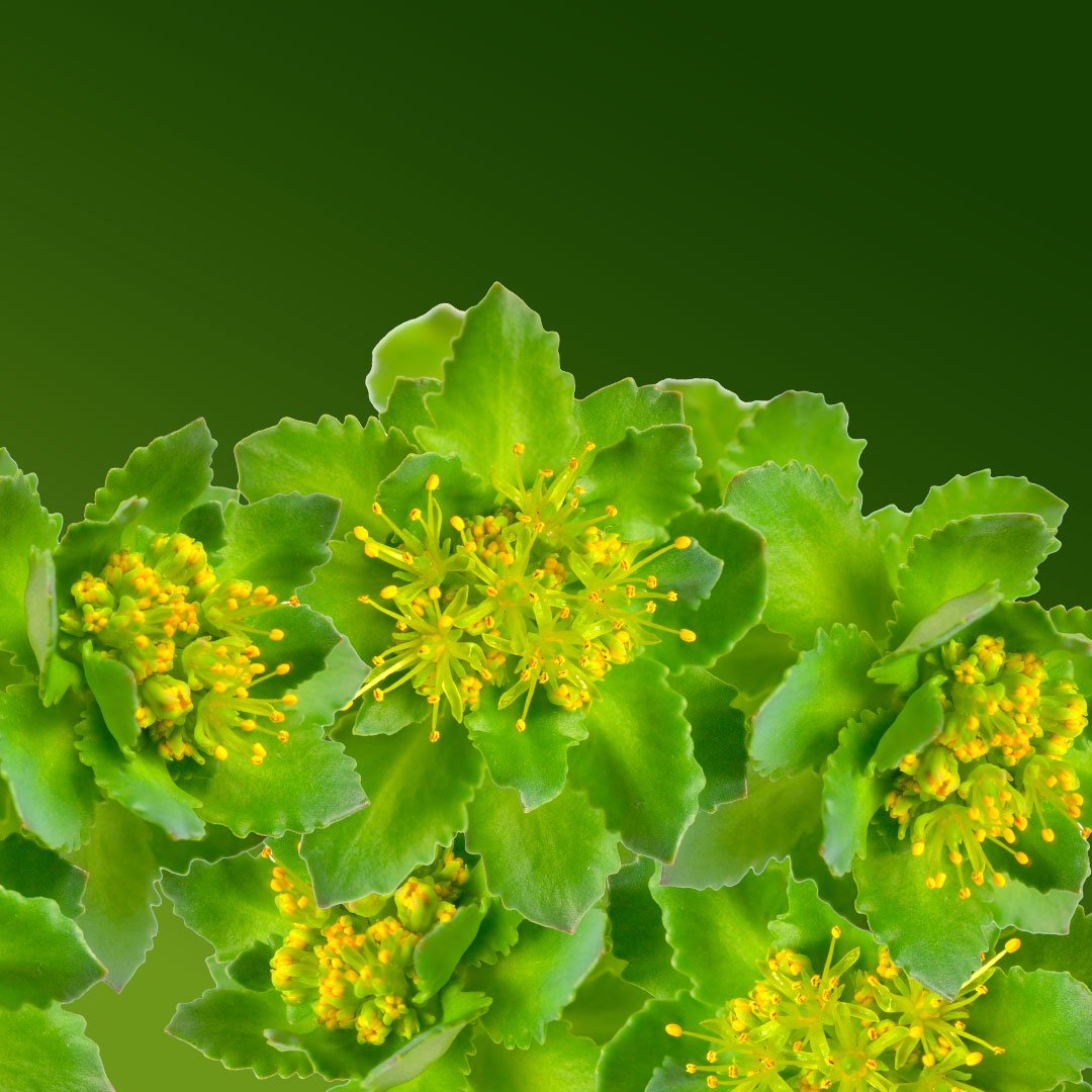 Rhodiola