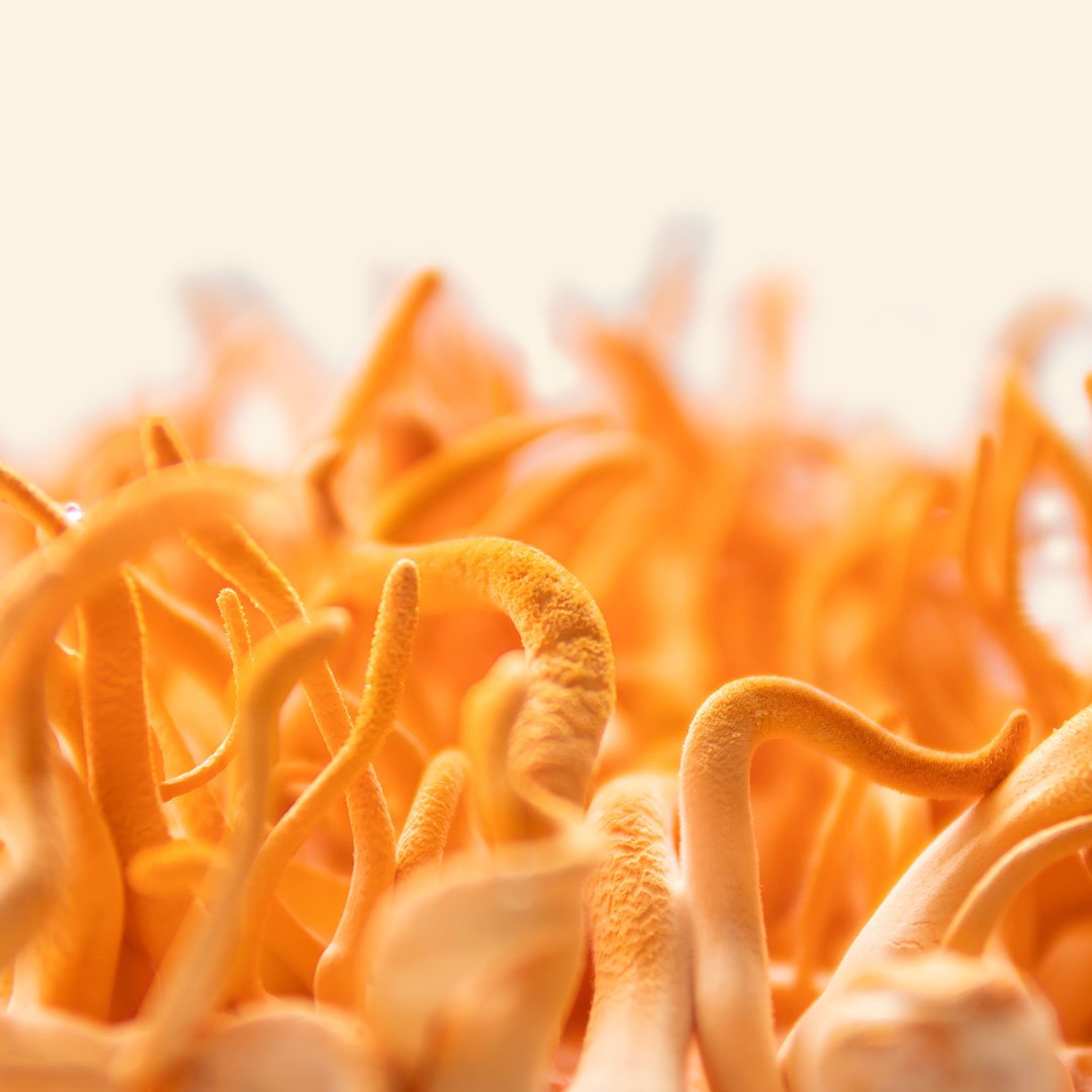 Cordyceps