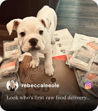 Bulldog puppy standing with We Feed Raw frozen raw dog food packages