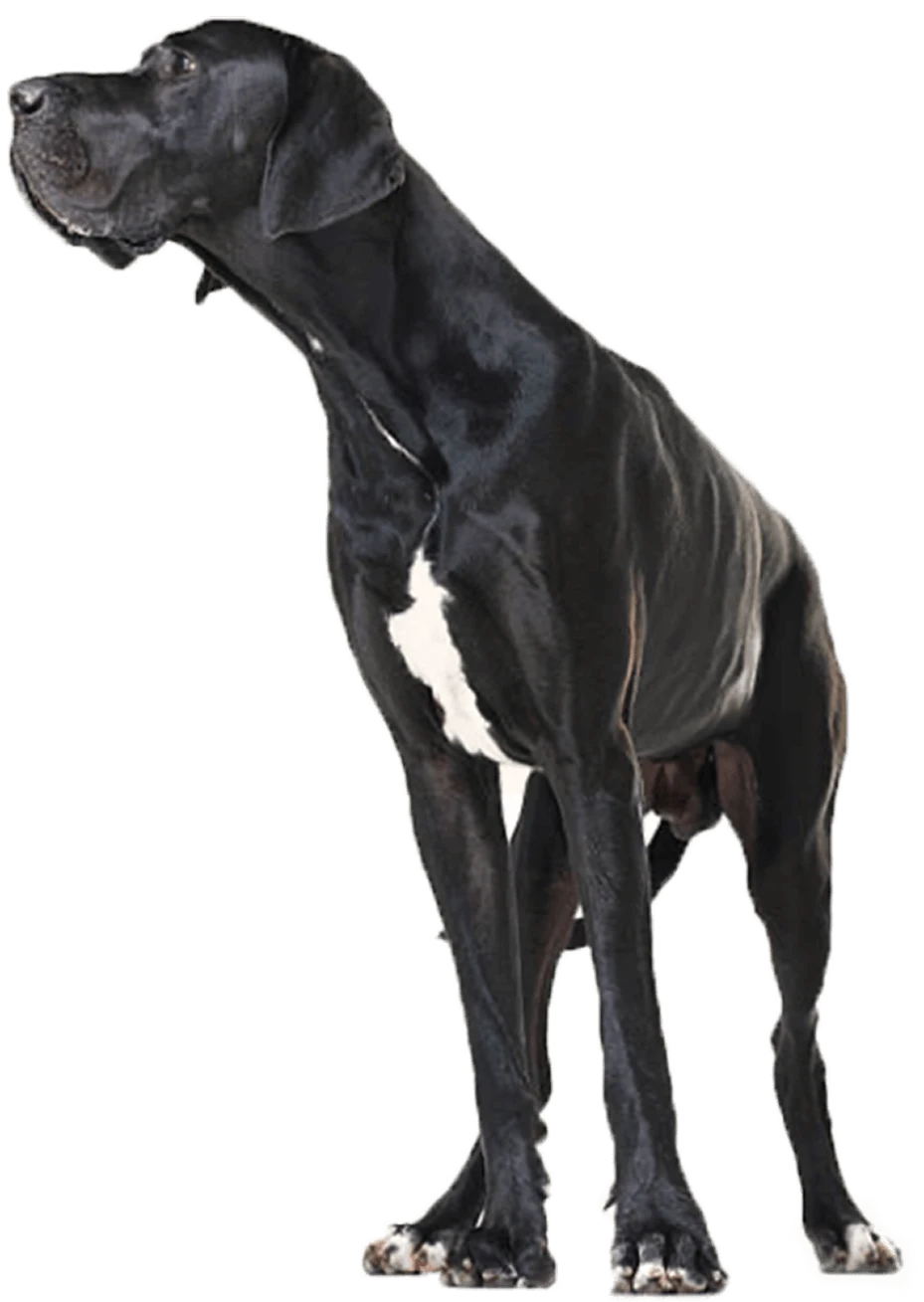 Large dog standing in profile on a transparent background