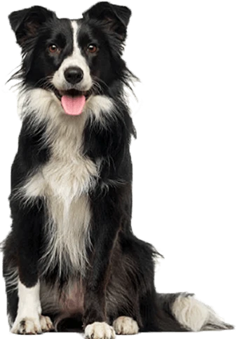 Medium-sized dog sitting and facing forward on a transparent background