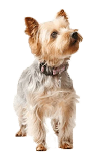 Small dog sitting and looking upward on a transparent background