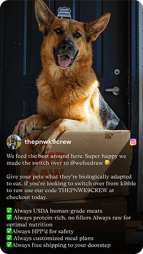 German Shepherd sitting in a We Feed Raw box, excited for raw dog food delivery