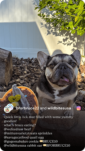 French bulldog sitting outdoors with a lick mat filled with We Feed Raw food